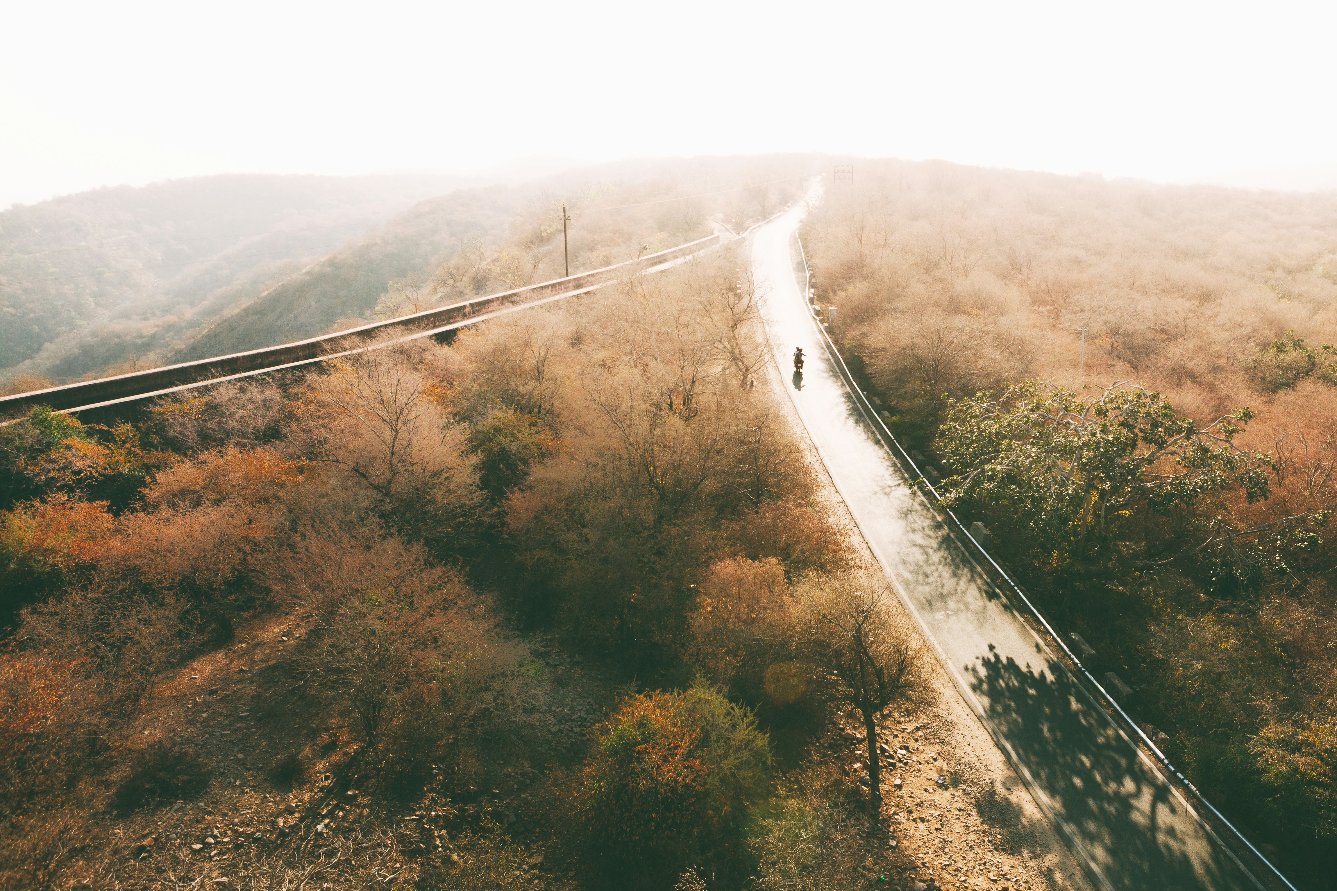 scenery of forest trees